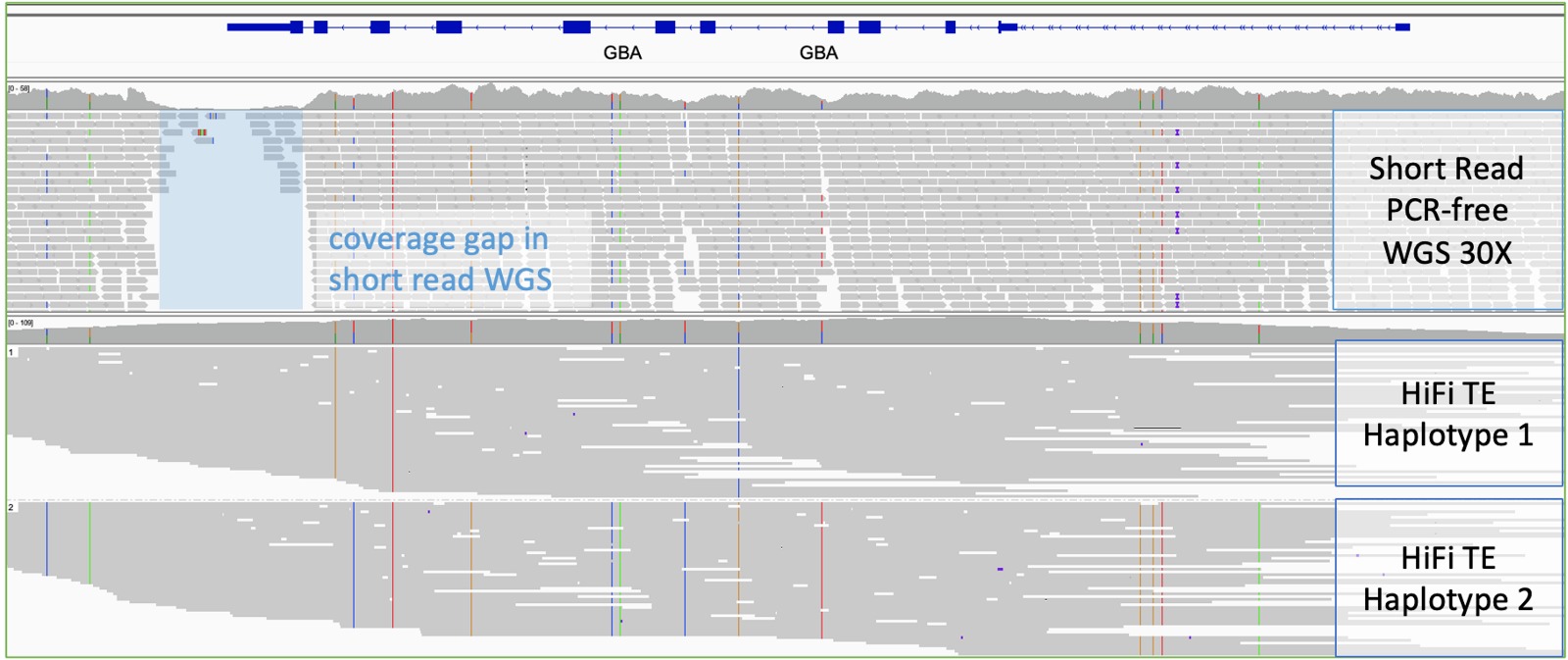 Pokrytí genu GBA: short-read WGS má výpadek pokrytí, long-read HiFi data z Twist panelu pokrývají oba haplotypy celé