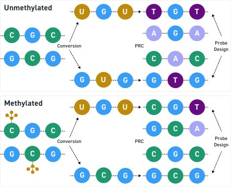 Twist methylation panel — 4 typy próby pro každý cíl