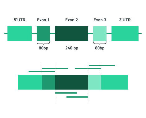 Twist RNA panel — návrh prób s ohledem na strukturu exonů
