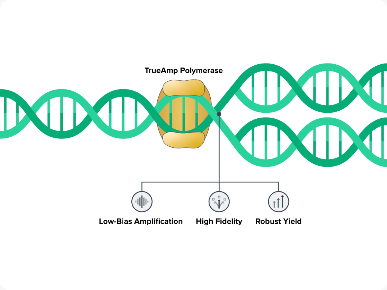 TrueAmp polymeráza při amplifikaci DNA — nízký bias, vysoká věrnost a robustní výtěžek